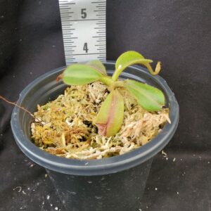 20210925_162410-R-300x300 Nepenthes veitchii x maxima BE 4061