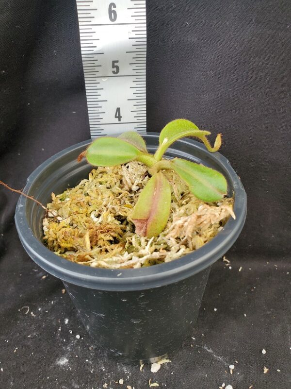 20210925_162410-R-600x801 Nepenthes veitchii x maxima BE 4061