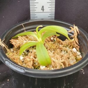 20210925_163311-R-300x300 Nepenthes spathulata x veitchii BE 3648