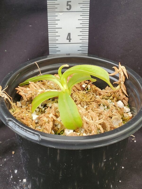 20210925_163311-R-600x801 Nepenthes spathulata x veitchii BE 3648
