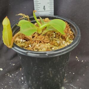 20210925_164003-R-21-300x300 Nepenthes (veitchii x lowii) x robcantleyi BE 3841