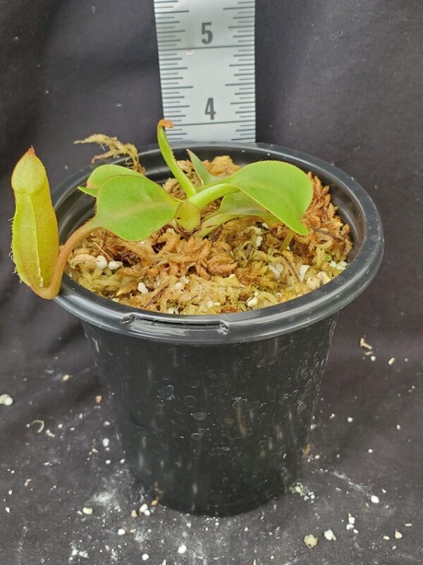 20210925_164003-R-21-600x801 Nepenthes (veitchii x lowii) x robcantleyi BE 3841