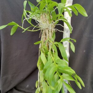 20210926_124104-R-300x300 Dendrobium friedericksianum