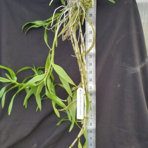 20210926_124415-R-300x300 Dendrobium friedericksianum