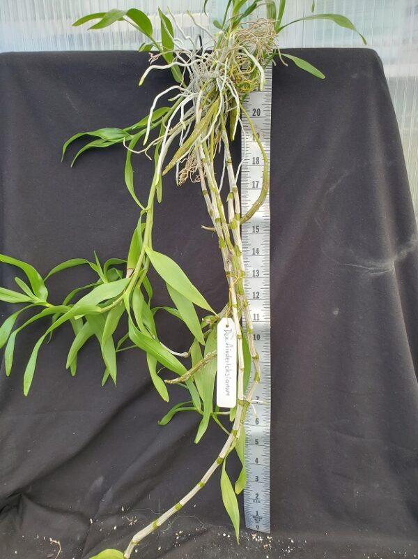 20210926_124415-R-600x801 Dendrobium friedericksianum