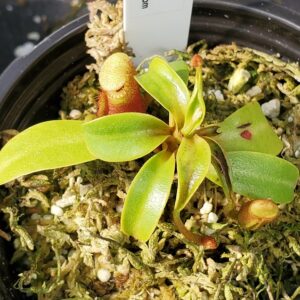 20210927_135147-R-sm-Sept-21-300x300 Nepenthes villosa BE3225