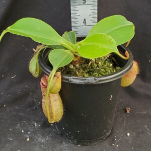 20210927_142718-R-21-300x300 Nepenthes (ventricosa x sibuyanensis) x robcantleyi BE 4031
