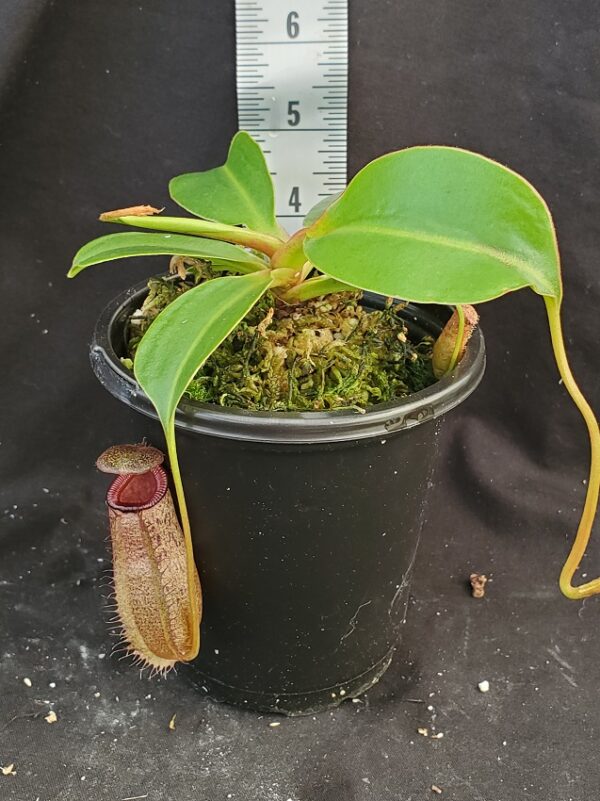 20210927_142739-r-600x801 Nepenthes (ventricosa x sibuyanensis) x robcantleyi BE 4031