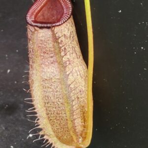 20210927_142746-r-300x300 Nepenthes (ventricosa x sibuyanensis) x robcantleyi BE 4031