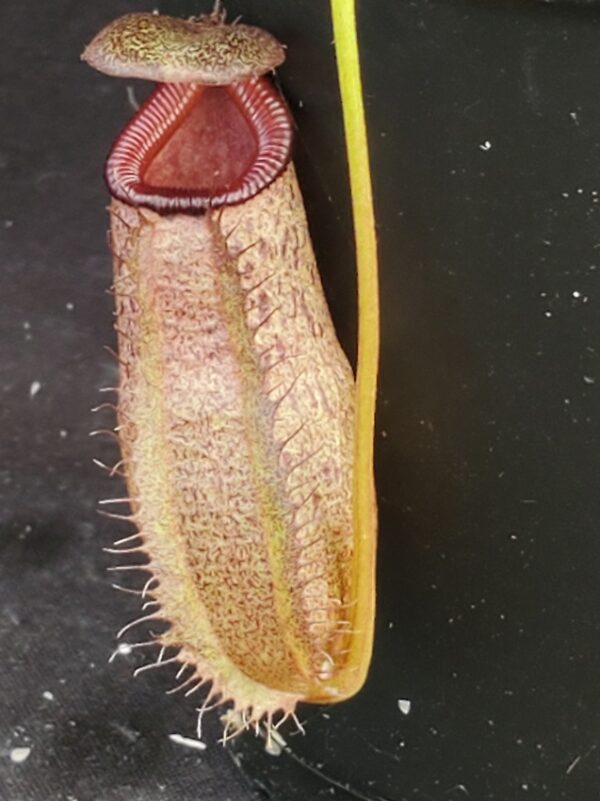 20210927_142746-r-600x801 Nepenthes (ventricosa x sibuyanensis) x robcantleyi BE 4031