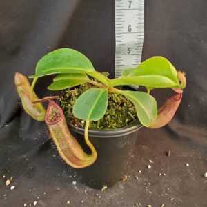 20210927_155325-r-300x300 Nepenthes glandulifera x robcantleyi BE 3964