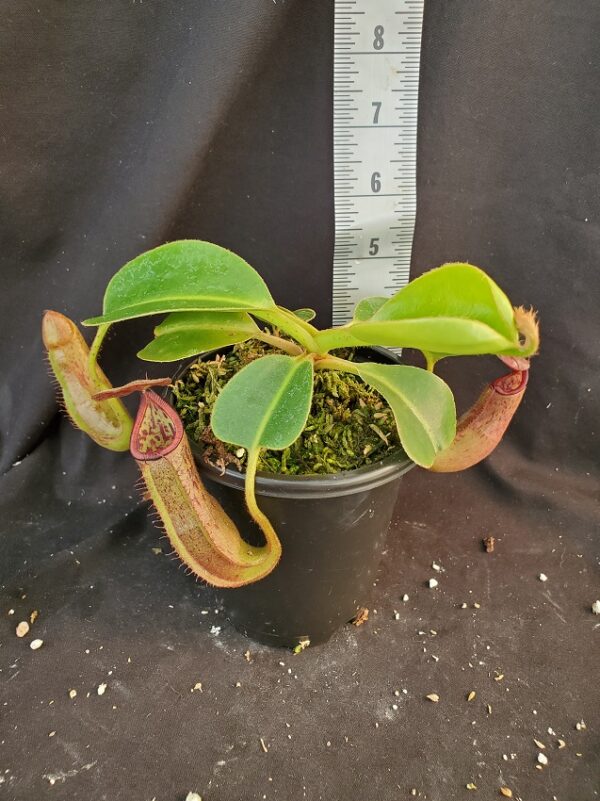 20210927_155325-r-600x801 Nepenthes glandulifera x robcantleyi BE 3964