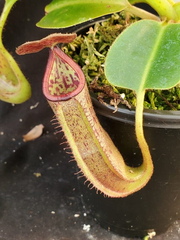 20210927_155331-r-600x801 Nepenthes glandulifera x robcantleyi BE 3964