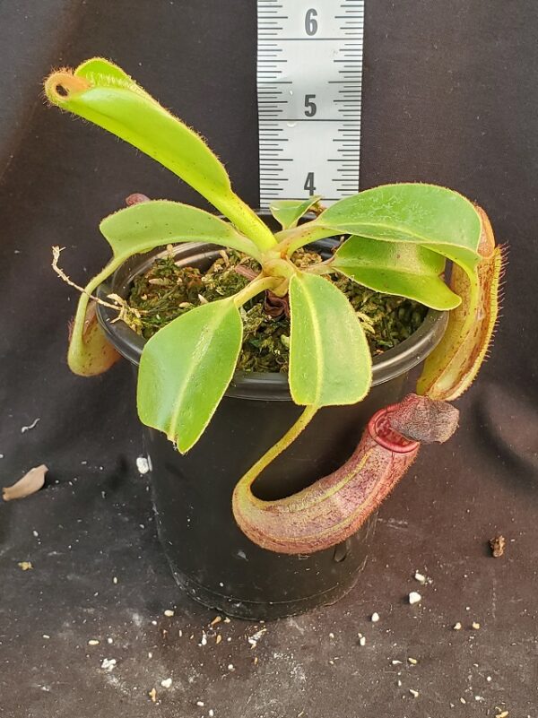 20210927_155342-R-600x801 Nepenthes glandulifera x robcantleyi BE 3964