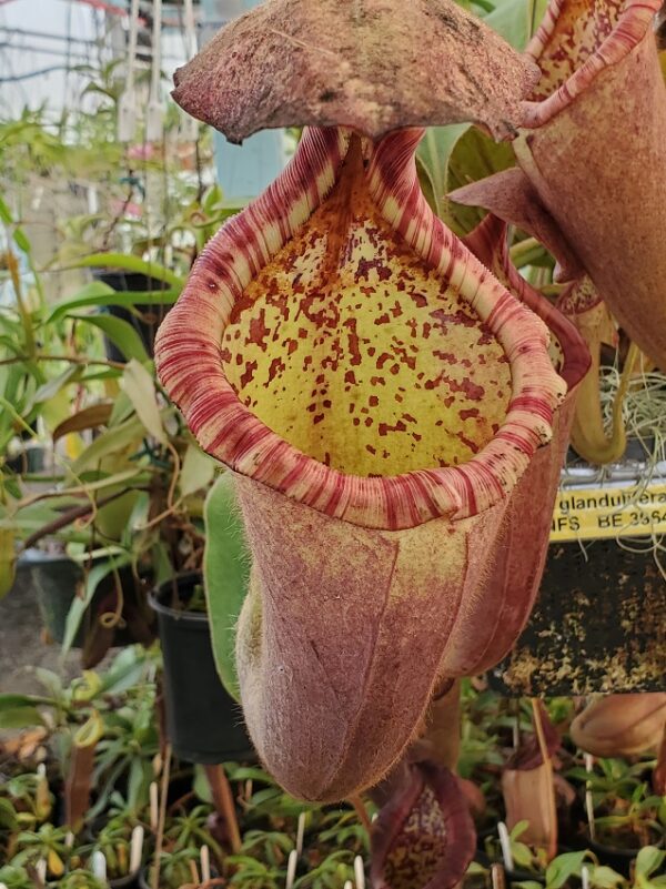 20210927_155409-R-600x801 Nepenthes glandulifera x robcantleyi BE 3964