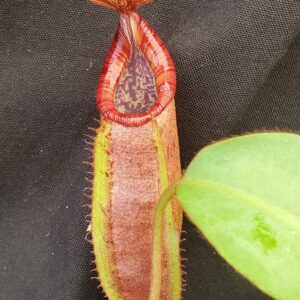 20210928_113436-r-300x300 Nepenthes densiflora x veitchii BE 4037