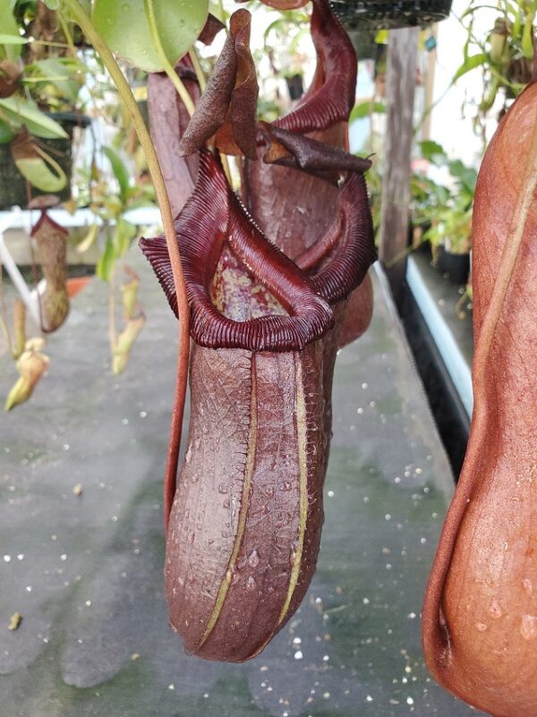 20211024_113618-r-600x801 Nepenthes robcantleyi x ventricosa BE 4074