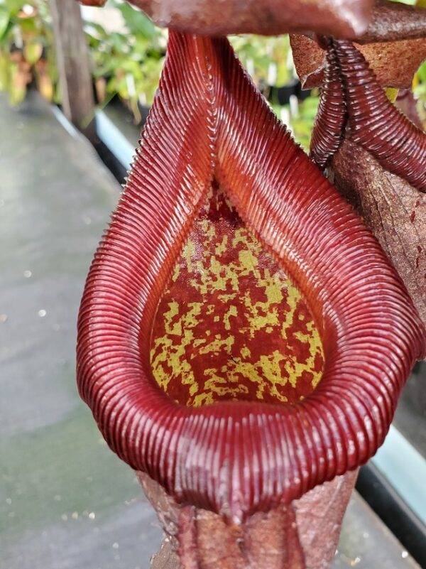20211024_113654-r-600x801 Nepenthes robcantleyi x ventricosa BE 4074