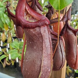20211024_113700-R-300x300 Nepenthes robcantleyi x ventricosa BE 4074