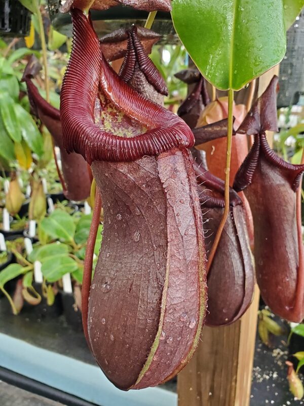 20211024_113700-R-600x801 Nepenthes robcantleyi x ventricosa BE 4074