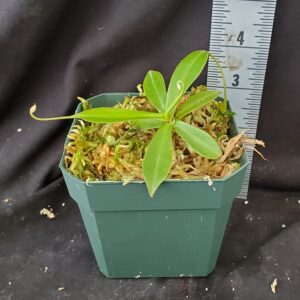 20211208_153356-R-300x300 Nepenthes gymnamphora x tenuis BE 4069