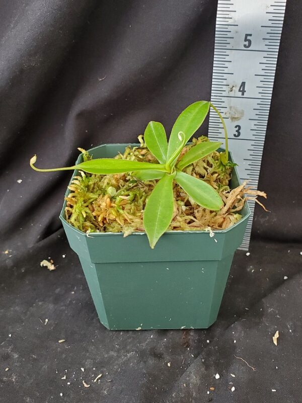 20211208_153356-R-600x801 Nepenthes gymnamphora x tenuis BE 4069