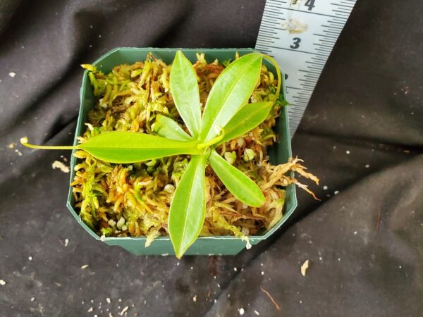 20211208_153400-R-600x450 Nepenthes gymnamphora x tenuis BE 4069