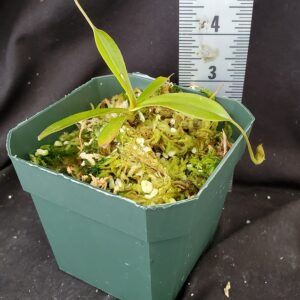20211208_153413-R-300x300 Nepenthes gymnamphora x tenuis BE 4069