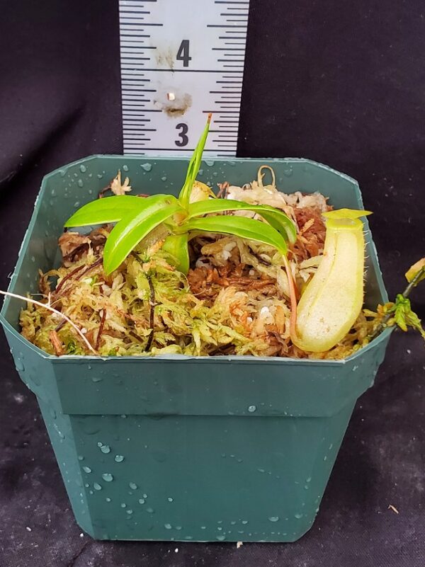20211215_135114-R-600x801 Nepenthes ventricosa BE 3771