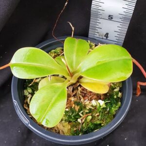 20211215_150523-r-300x300 Nepenthes robcantleyi x (sibuyanensis x ventricosa) BE3748