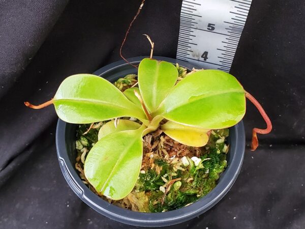 20211215_150523-r-600x450 Nepenthes robcantleyi x (sibuyanensis x ventricosa) BE3748