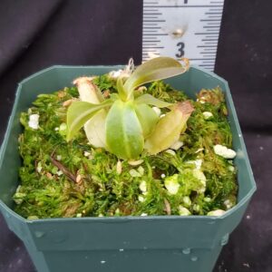 20211215_150604-r-300x300 Nepenthes spathulata x ampullaria BE 4073