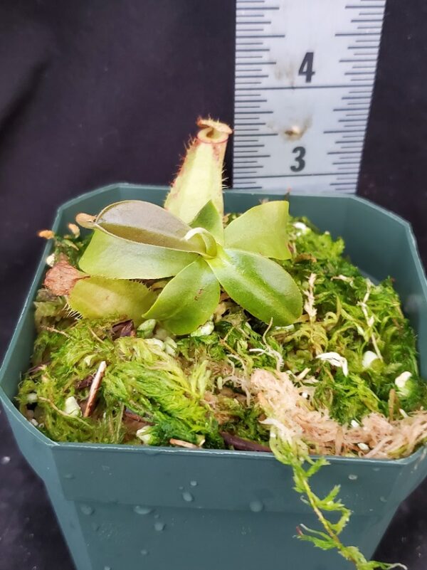 20211215_150609-r-600x801 Nepenthes spathulata x ampullaria BE 4073