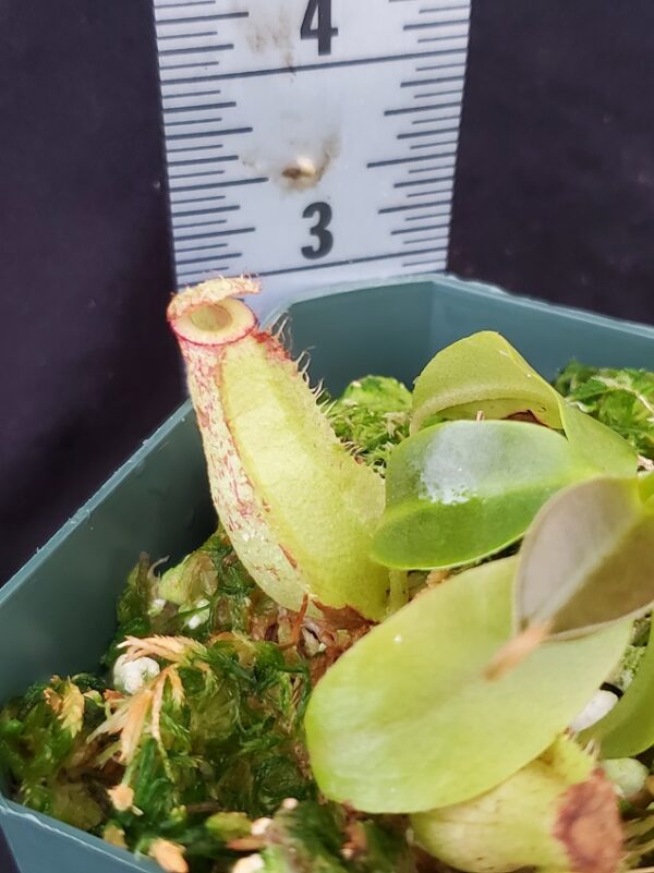 20211215_150615-R-600x801 Nepenthes spathulata x ampullaria BE 4073