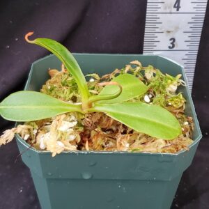 20211215_151214-r-Dec-300x300 Nepenthes 'Bill Bailey' x robcantleyi BE3965