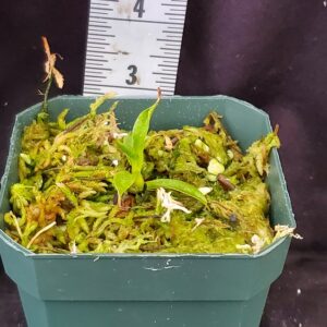 20211218_143116-r-300x300 Nepenthes densiflora x aristolochioides BE 4076