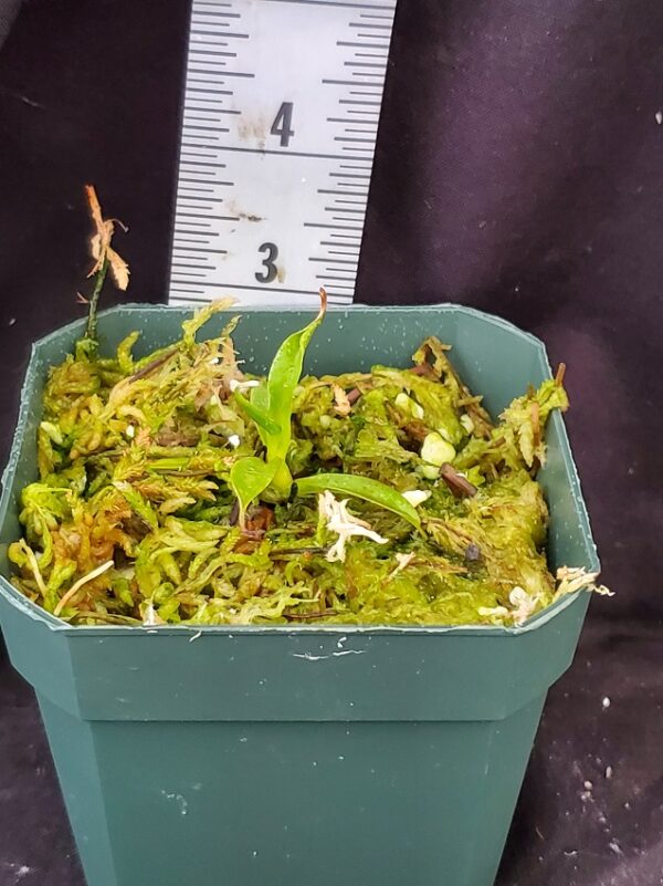 20211218_143116-r-600x801 Nepenthes densiflora x aristolochioides BE 4076