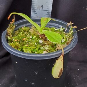 20211218_143600-r-300x300 Nepenthes robcantleyi x ventricosa BE 4074