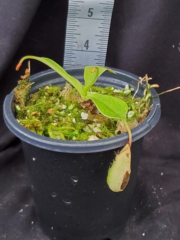 20211218_143600-r-600x801 Nepenthes robcantleyi x ventricosa BE 4074