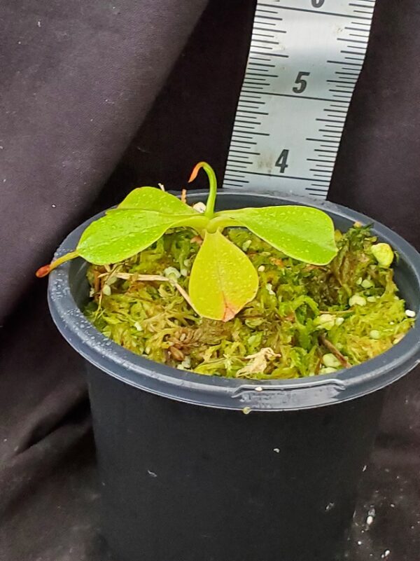20211218_143611-R-600x801 Nepenthes robcantleyi x ventricosa BE 4074
