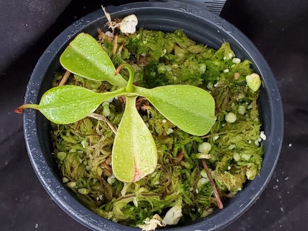 20211218_143616-r-600x450 Nepenthes robcantleyi x ventricosa BE 4074