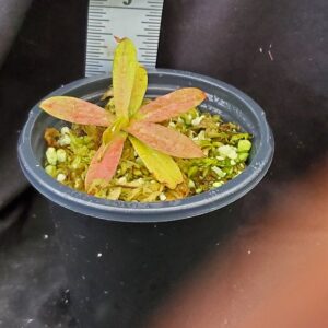 20211218_144025-R-300x300 Nepenthes Lady Pauline x hamata BE3777