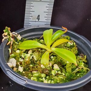 20211218_144525-R-300x300 Nepenthes ramispina x robcantleyi BE 3939