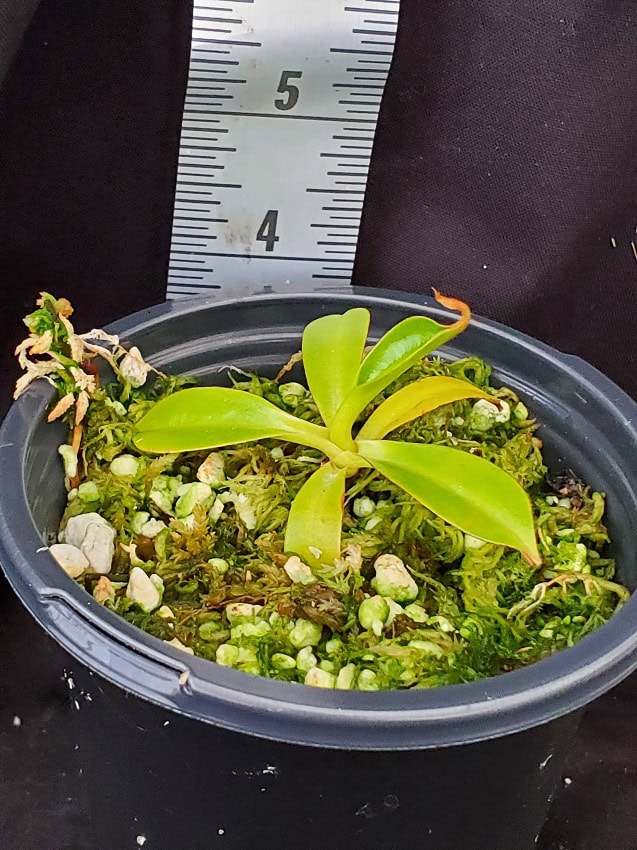 Nepenthes ramispina x robcantleyi BE 3939 – Bergen Water Gardens