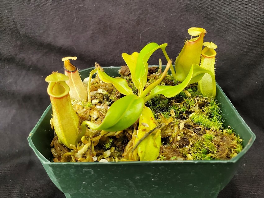 20220822_165801-R-600x450 Nepenthes bicalcarata Brunei Red Flush BE3031 20220822_165801-R-600x450 Nepenthes bicalcarata Brunei Red Flush BE3031