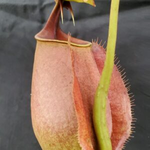 20220822_170257-R-300x300 Nepenthes bicalcarata Brunei Red Flush BE3031