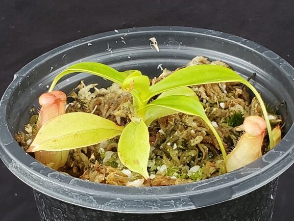 20220823_163831-R-600x450 Nepenthes madagascariensis BE 3247