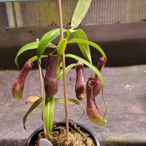 20220902_210843-R-300x300 Nepenthes gracilis BE 4060