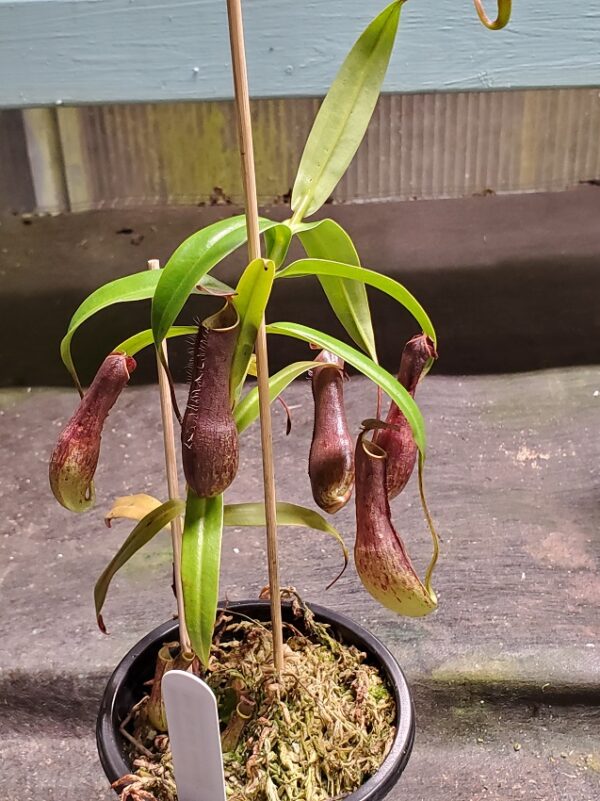 20220902_210843-R-600x801 Nepenthes gracilis BE 4060