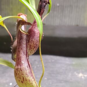 20220902_210900-r-300x300 Nepenthes gracilis BE 4060